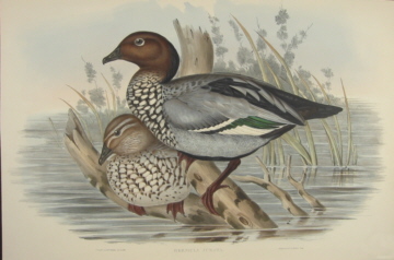 John Gould Birds of Australia